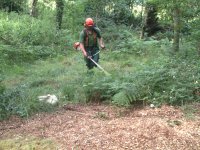 Woodland clearing using a brushcutter.
