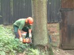 Preparing to fell a large tree close to outbuildings.
