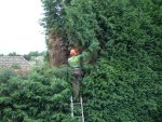 Cutting a Leylandi hedge down to size.